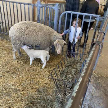 Kensington Metropark - Granddaughter petting a friendly momma sheep - Horseback Riding Near Me - Milford, Michigan