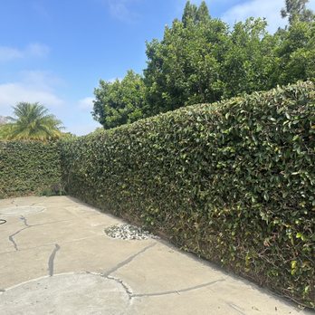 Bro Tree Service - Backyard - Tree Services Near Me - Anaheim, California