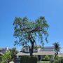 Photo of Tinoco Tree Service