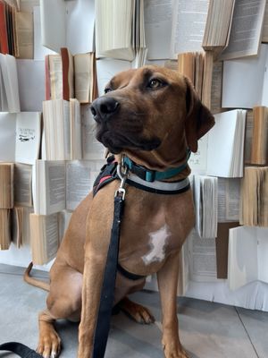 Suwedi Ridgebacks SUWEDI RIDGEBACKS - Updated July 2024 - 30 Photos & 11 Reviews ...