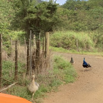 Kipu Ranch Adventures - Tours Near Me - Lihue, Hawaii Kipu Ranch Adventures - Tours Near Me - Lihue, Hawaii