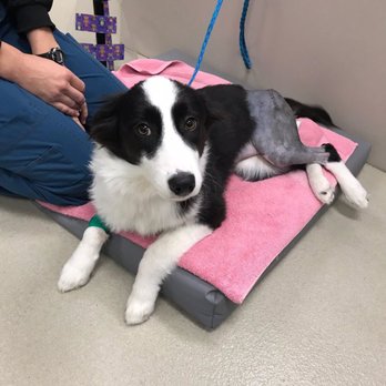 Frey Pet Hospital - Veterinarians Near Me - Cedar Rapids, Iowa Frey Pet Hospital - Veterinarians Near Me - Cedar Rapids, Iowa