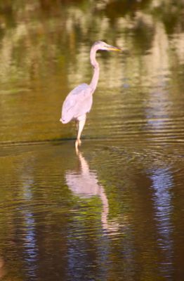 Bombay Hook National Wildlife Refuge by null
