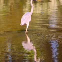 Bombay Hook National Wildlife Refuge - Heron
