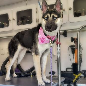 Bubble Bus Pet Spaw - Pet Groomers Near Me Bubble Bus Pet Spaw - Pet Groomers Near Me