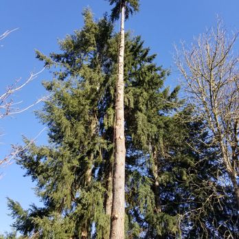 Oaks Corporation - Brett at top of tree, all lower limbs cleared - Tree Services Near Me - Tenino, Washington