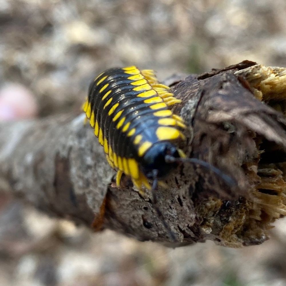 Yahoo Falls and Arch - Apparently a millipede - Hiking Near Me - Whitley City, Kentucky Yahoo Falls and Arch - Apparently a millipede - Hiking Near Me - Whitley City, Kentucky