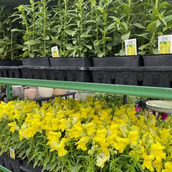 Glover Nursery - Snapdragons in bloom at Glover Nursery - Nurseries & Gardening Near Me - West Jordan, Utah Glover Nursery - Snapdragons in bloom at Glover Nursery - Nurseries & Gardening Near Me - West Jordan, Utah
