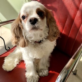 Pet Cuts - Before - Pet Groomers Near Me - San Marcos, California Pet Cuts - Before - Pet Groomers Near Me - San Marcos, California