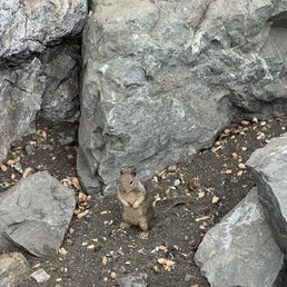 Squirrels come up-to you for nuts