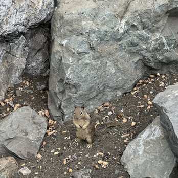 Rockaway Beach - Squirrels come up-to you for nuts - Beaches Near Me - Pacifica, California