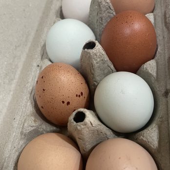 Wingspread Farm - Love my beautiful fresh eggs! - Bakeries Near Me - Valrico, Florida Wingspread Farm - Love my beautiful fresh eggs! - Bakeries Near Me - Valrico, Florida