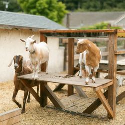 Dare 2 Dream Farms - Come visit the goats at our farm stand - open daily from sun up until sun down on the honor system!