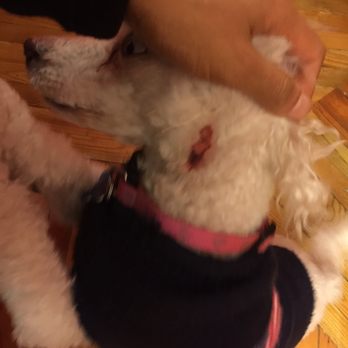 Puppy Paradise - My dog has cuts and scabs after getting groomed here :-( - Pet Stores Near Me - Brooklyn, New York