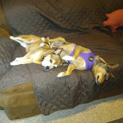 Sevier County Humane Society Animal Shelter - Randy and Dixie ( my 15 y.o. female doggie) snuggling on the couch.