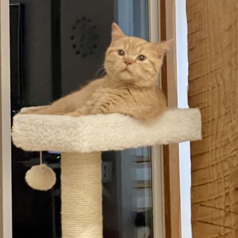 Fluffy and Adorable - Winston on his first evening at our home. - Pet Breeders Near Me - Cranston, Rhode Island