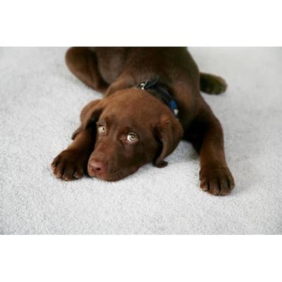 Tomasello Carpet Services