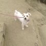 Photo of Verdugo Pet Cabin