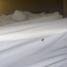 Bed bug & raggedy Linen on the bed my cousin got bitten in...in room 217 that my family & I were in....