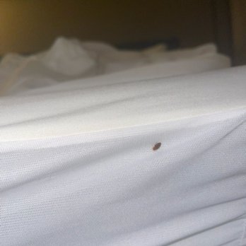 Comfort Suites Oakbrook Terrace Near Oakbrook Center - Bed bug & raggedy Linen on the bed my cousin got bitten in...in room 217 that my family & I were in.... - Hotels Near Me - Oakbrook Terrace, Illinois