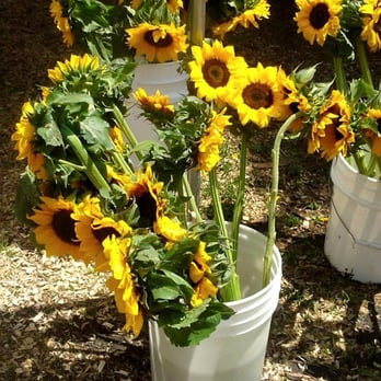 Green City Market - Sunflowers - Farmers Market Near Me - Chicago, Illinois Green City Market - Sunflowers - Farmers Market Near Me - Chicago, Illinois