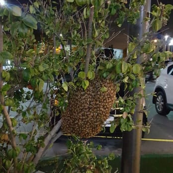 24 Hour Termite - Beehive on exterior planner. - Pest Control Near Me - Palmdale, California