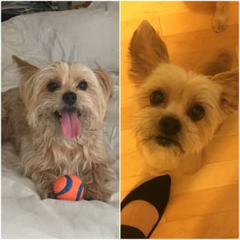 PetSmart - Alfie's cut before and after (cut by Siochan) - Pet Stores Near Me - Alexandria, Virginia