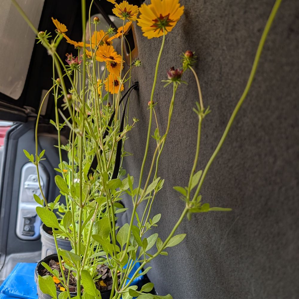 dnger olivenbaum amazon Olivenbaum Dnger von Flora Boost