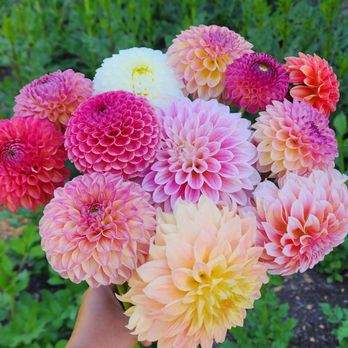 The Wild Yard Blooms - Dahlia bunch - Florists Near Me - Renton, Washington The Wild Yard Blooms - Dahlia bunch - Florists Near Me - Renton, Washington