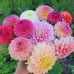 Dahlia bunch