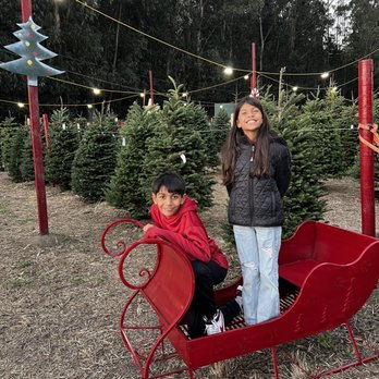 Cozzolino's Christmas Trees - Christmas Trees Near Me - Half Moon Bay, California Cozzolino's Christmas Trees - Christmas Trees Near Me - Half Moon Bay, California