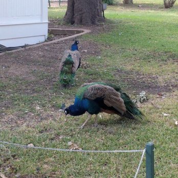 Mayfield Park - Parks Near Me - Austin, Texas