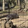 Photo of Zoosiana