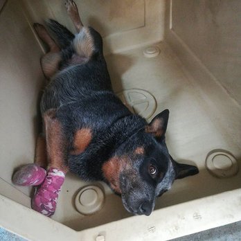 K-9 Klipping - Pet Stores Near Me - Pasadena, California