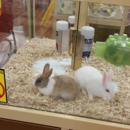 Bunnies