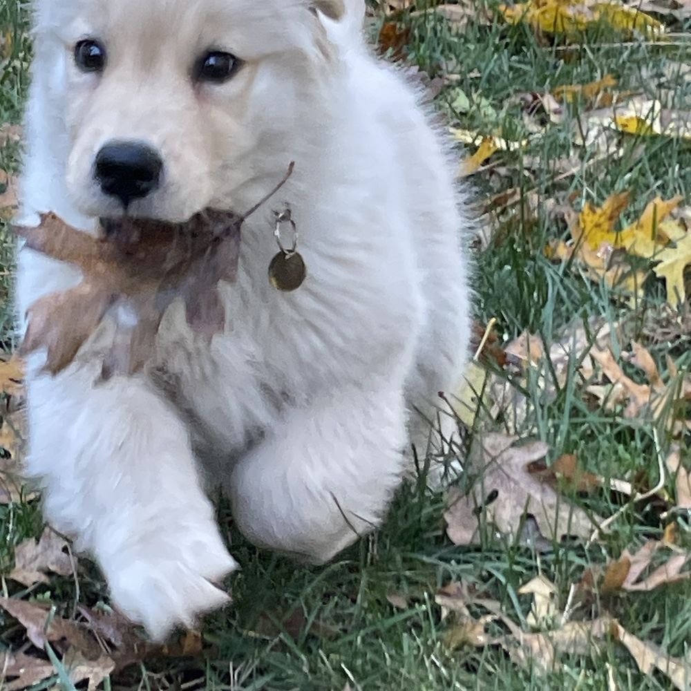 Daisy! Daisy!