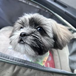 Puppy haircut
