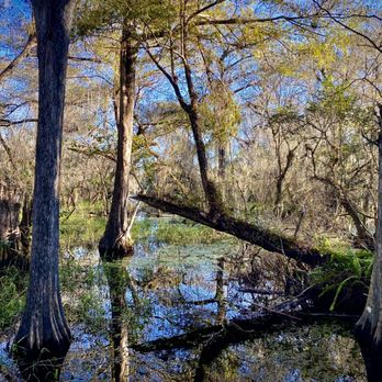 Kirby Storter Roadside Park - Parks Near Me - Ochopee, Florida