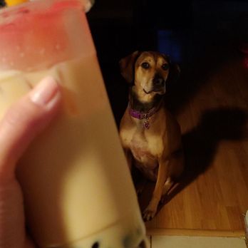 Boba Chef - Traditional black tea boba w/ begging dog. Dog not on menu. - Desserts Near Me - Virginia Beach, Virginia