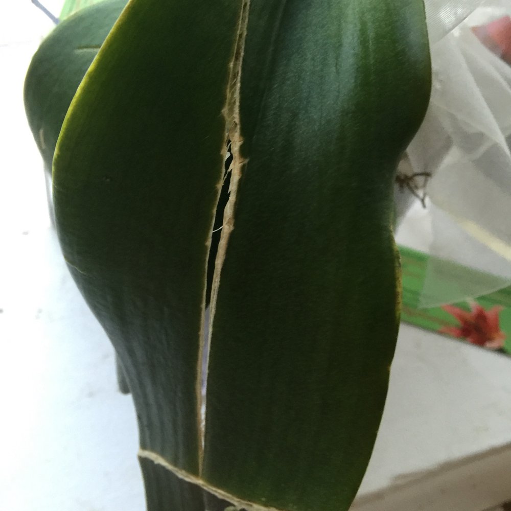 Flowers By Lili - Orchid delivered with broken leaves. (Several leaves were broken, and the ends were diseased.) - Florists Near Me - Englewood, New Jersey Flowers By Lili - Orchid delivered with broken leaves. (Several leaves were broken, and the ends were diseased.) - Florists Near Me - Englewood, New Jersey