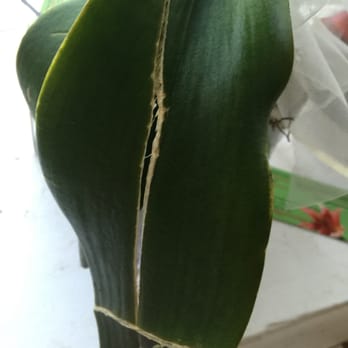 Flowers By Lili - Orchid delivered with broken leaves. (Several leaves were broken, and the ends were diseased.) - Florists Near Me - Englewood, New Jersey
