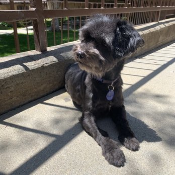 Pet Partners - Pepper, a couple of weeks post-grooming - Pet Stores Near Me - Long Beach, California Pet Partners - Pepper, a couple of weeks post-grooming - Pet Stores Near Me - Long Beach, California