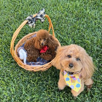 Kreativ Pet Klips - Phoebe and Kirby - Pet Groomers Near Me - Sugar Land, Texas