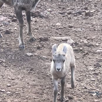 Bearizona - Zoos Near Me - Williams, Arizona