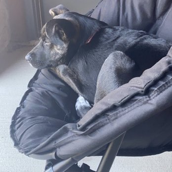 Wayside Waifs - Pet Services Near Me - Kansas City, Missouri