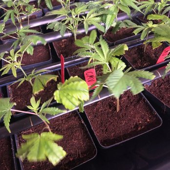 Symponia Farms - Cannabis Dispensaries Near Me - Springfield, Michigan