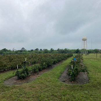 Omi’s Blackberry Farm - Blackberry bushes - Pick Your Own Farms Near Me - Paige, Texas Omi’s Blackberry Farm - Blackberry bushes - Pick Your Own Farms Near Me - Paige, Texas