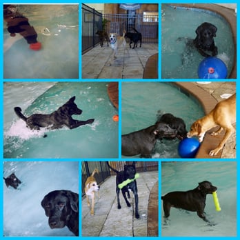 DogTown, USA - St Augustine - Pet Groomers Near Me - St. Augustine, Florida