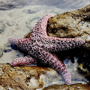 Leo Carrillo State Park - starfish in the tide pool - Parks Near Me - Malibu, California Leo Carrillo State Park - starfish in the tide pool - Parks Near Me - Malibu, California