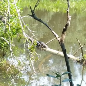 Edward Ball Nature Trail - Alligator just chillin - Hiking Near Me - Pensacola, Florida Edward Ball Nature Trail - Alligator just chillin - Hiking Near Me - Pensacola, Florida